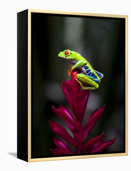 Red-Eyed Tree Frog. Sarapiqui. Costa Rica. Central America-Tom Norring-Framed Premier Image Canvas