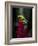 Red-Eyed Tree Frog. Sarapiqui. Costa Rica. Central America-Tom Norring-Framed Photographic Print