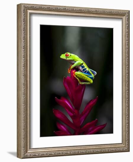 Red-Eyed Tree Frog. Sarapiqui. Costa Rica. Central America-Tom Norring-Framed Photographic Print