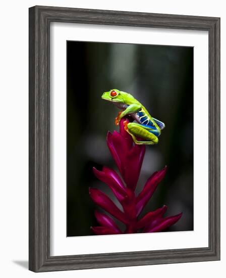 Red-Eyed Tree Frog. Sarapiqui. Costa Rica. Central America-Tom Norring-Framed Photographic Print