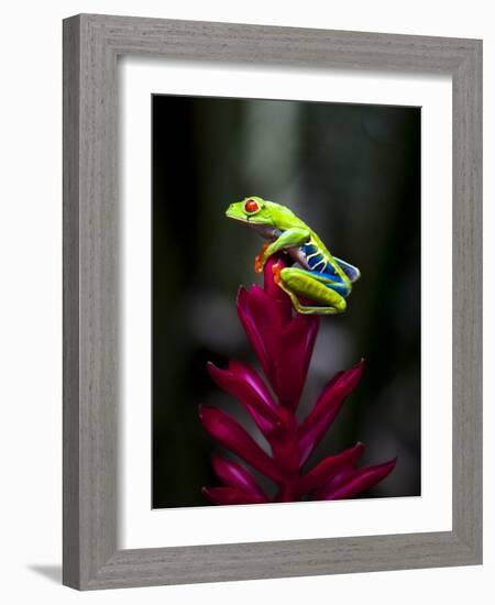 Red-Eyed Tree Frog. Sarapiqui. Costa Rica. Central America-Tom Norring-Framed Photographic Print