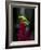 Red-Eyed Tree Frog. Sarapiqui. Costa Rica. Central America-Tom Norring-Framed Photographic Print