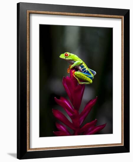 Red-Eyed Tree Frog. Sarapiqui. Costa Rica. Central America-Tom Norring-Framed Photographic Print