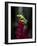 Red-Eyed Tree Frog. Sarapiqui. Costa Rica. Central America-Tom Norring-Framed Photographic Print