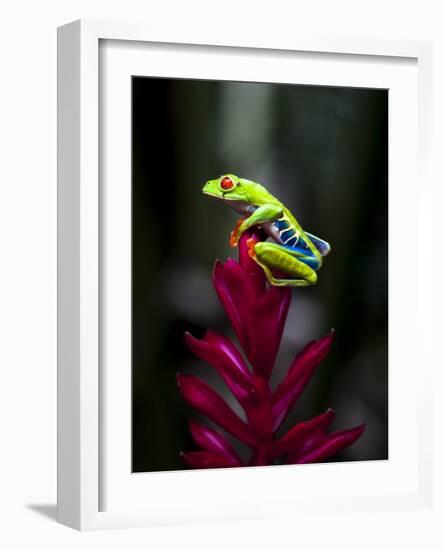 Red-Eyed Tree Frog. Sarapiqui. Costa Rica. Central America-Tom Norring-Framed Photographic Print