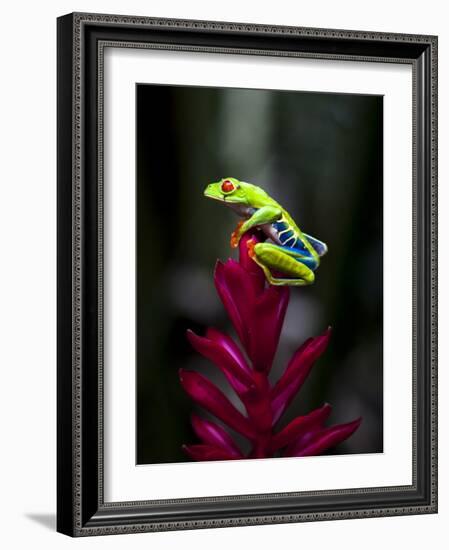 Red-Eyed Tree Frog. Sarapiqui. Costa Rica. Central America-Tom Norring-Framed Photographic Print