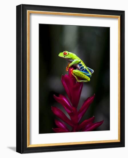 Red-Eyed Tree Frog. Sarapiqui. Costa Rica. Central America-Tom Norring-Framed Photographic Print