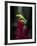 Red-Eyed Tree Frog. Sarapiqui. Costa Rica. Central America-Tom Norring-Framed Photographic Print