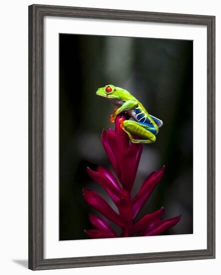 Red-Eyed Tree Frog. Sarapiqui. Costa Rica. Central America-Tom Norring-Framed Photographic Print