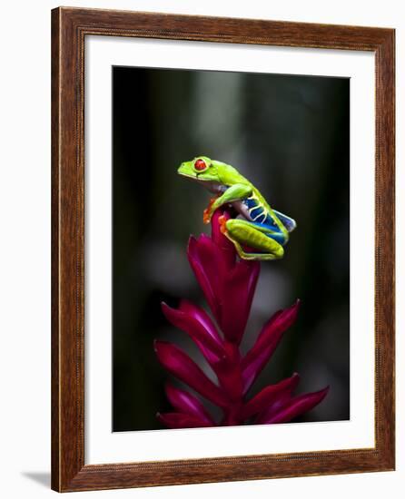 Red-Eyed Tree Frog. Sarapiqui. Costa Rica. Central America-Tom Norring-Framed Photographic Print