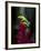 Red-Eyed Tree Frog. Sarapiqui. Costa Rica. Central America-Tom Norring-Framed Photographic Print