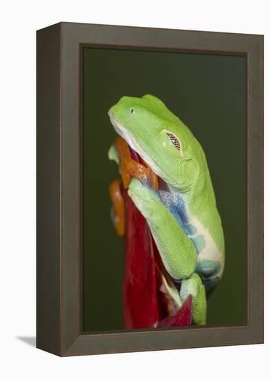 Red-eyed tree frog showing extra eyelid-Maresa Pryor-Framed Premier Image Canvas