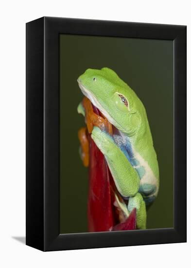 Red-eyed tree frog showing extra eyelid-Maresa Pryor-Framed Premier Image Canvas