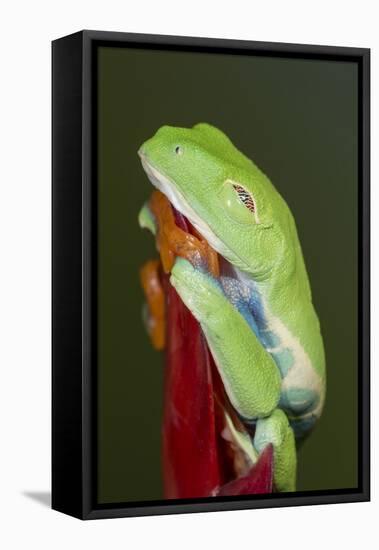 Red-eyed tree frog showing extra eyelid-Maresa Pryor-Framed Premier Image Canvas