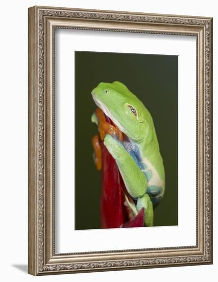 Red-eyed tree frog showing extra eyelid-Maresa Pryor-Framed Photographic Print