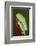 Red-eyed tree frog showing extra eyelid-Maresa Pryor-Framed Photographic Print