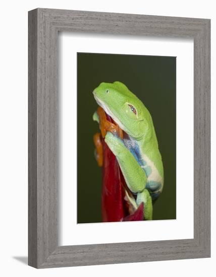 Red-eyed tree frog showing extra eyelid-Maresa Pryor-Framed Photographic Print