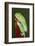 Red-eyed tree frog showing extra eyelid-Maresa Pryor-Framed Photographic Print