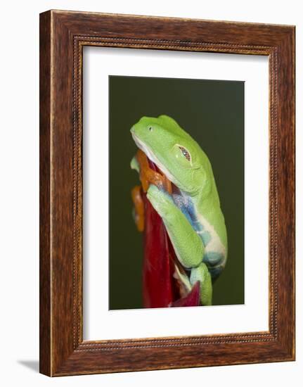 Red-eyed tree frog showing extra eyelid-Maresa Pryor-Framed Photographic Print