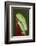 Red-eyed tree frog showing extra eyelid-Maresa Pryor-Framed Photographic Print