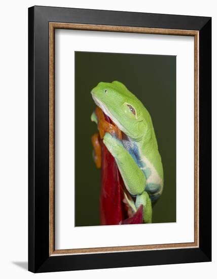 Red-eyed tree frog showing extra eyelid-Maresa Pryor-Framed Photographic Print