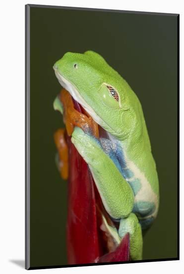 Red-eyed tree frog showing extra eyelid-Maresa Pryor-Mounted Photographic Print