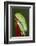 Red-eyed tree frog showing extra eyelid-Maresa Pryor-Framed Photographic Print