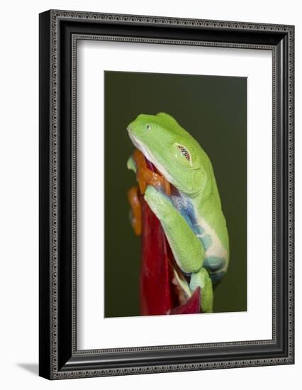 Red-eyed tree frog showing extra eyelid-Maresa Pryor-Framed Photographic Print