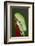 Red-eyed tree frog showing extra eyelid-Maresa Pryor-Framed Photographic Print