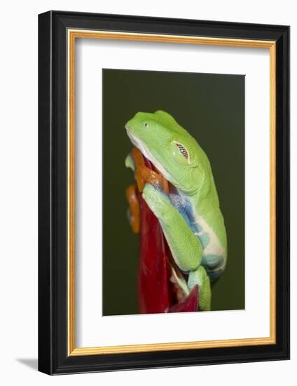 Red-eyed tree frog showing extra eyelid-Maresa Pryor-Framed Photographic Print