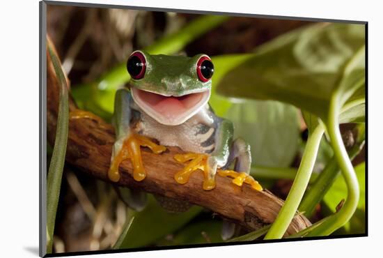Red-Eyed Tree Frog Smile-Linas T-Mounted Photographic Print