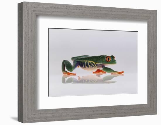 Red Eyed Tree Frog Walking-DLILLC-Framed Photographic Print