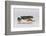 Red Eyed Tree Frog Walking-DLILLC-Framed Photographic Print