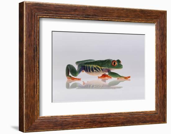 Red Eyed Tree Frog Walking-DLILLC-Framed Photographic Print