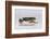 Red Eyed Tree Frog Walking-DLILLC-Framed Photographic Print