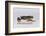 Red Eyed Tree Frog Walking-DLILLC-Framed Photographic Print