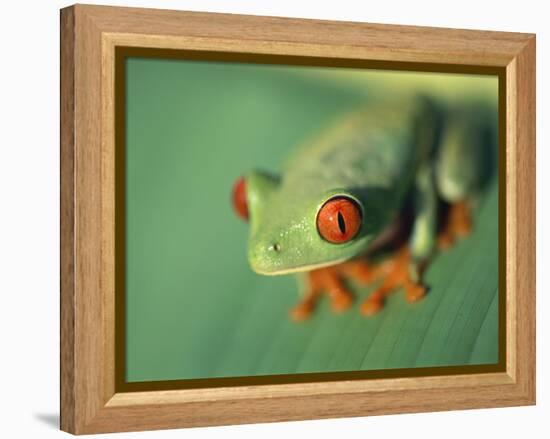 Red Eyed Tree Frog-Frans Lemmens-Framed Premier Image Canvas