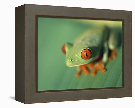 Red Eyed Tree Frog-Frans Lemmens-Framed Premier Image Canvas