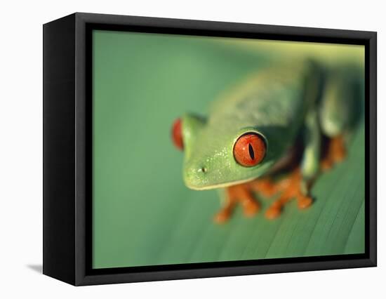 Red Eyed Tree Frog-Frans Lemmens-Framed Premier Image Canvas