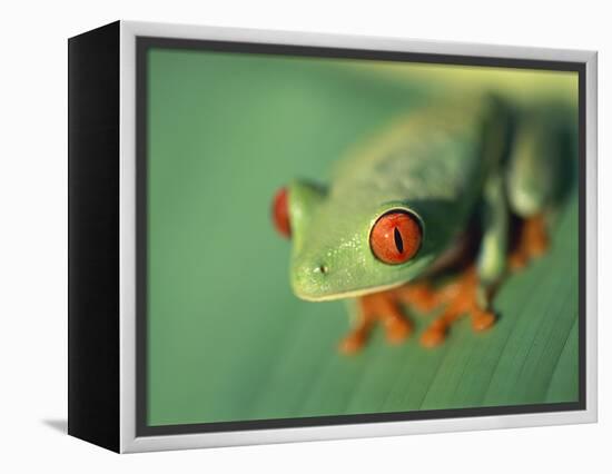 Red Eyed Tree Frog-Frans Lemmens-Framed Premier Image Canvas