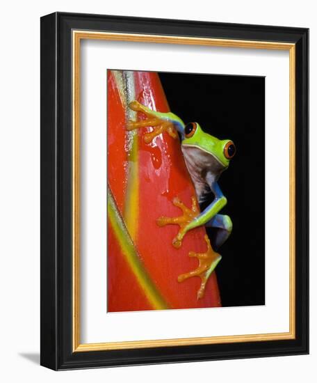 Red-eyed Tree Frog-Kevin Schafer-Framed Premium Photographic Print