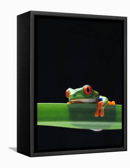 Red-Eyed Tree Frog-Chase Swift-Framed Premier Image Canvas