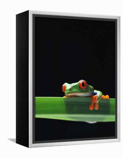 Red-Eyed Tree Frog-Chase Swift-Framed Premier Image Canvas