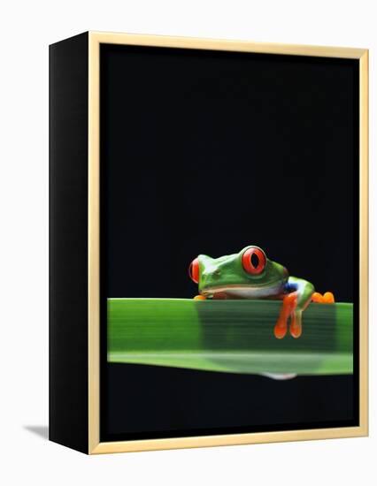 Red-Eyed Tree Frog-Chase Swift-Framed Premier Image Canvas