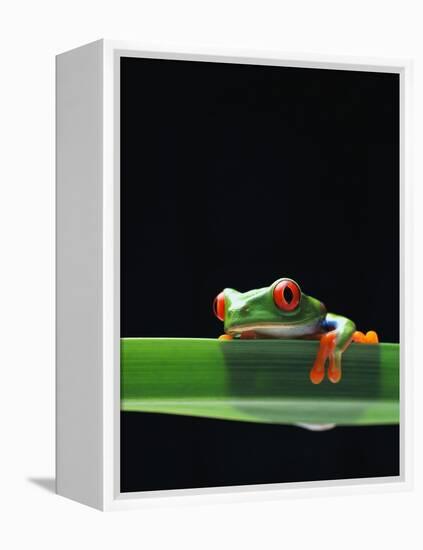 Red-Eyed Tree Frog-Chase Swift-Framed Premier Image Canvas