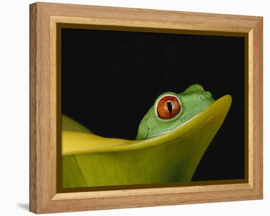 Red-Eyed Tree Frog-David Northcott-Framed Premier Image Canvas