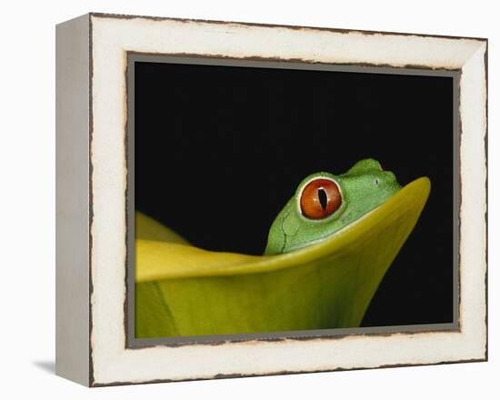 Red-Eyed Tree Frog-David Northcott-Framed Premier Image Canvas