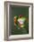 Red-Eyed Tree Frog-Adam Jones-Framed Photographic Print