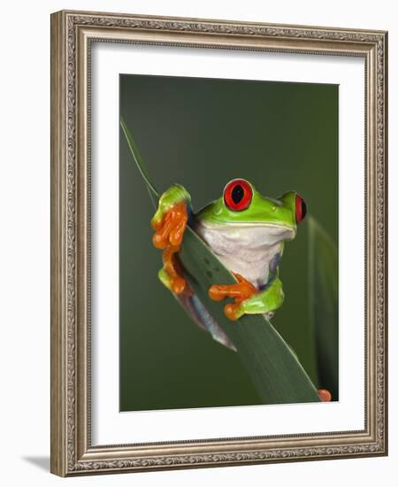 Red-Eyed Tree Frog-Adam Jones-Framed Photographic Print