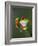 Red-Eyed Tree Frog-Adam Jones-Framed Photographic Print